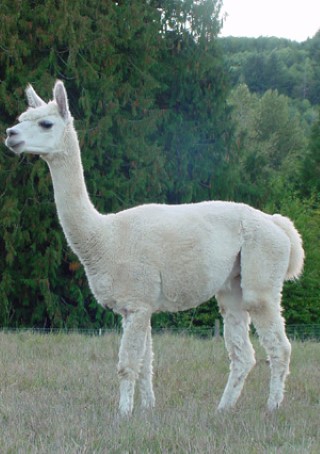 Alpaca For Sale - Tumba at Fancy Fiber Farm